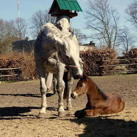 Farm stay Agroturystyka Stajnia Rusinowo Tuczno