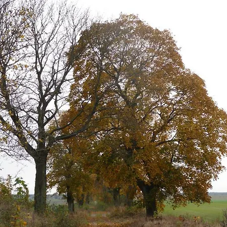 Farm stay Agroturystyka Stajnia Rusinowo Tuczno