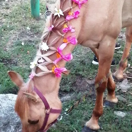 Agroturystyka Stajnia Rusinowo Farm stay Tuczno
